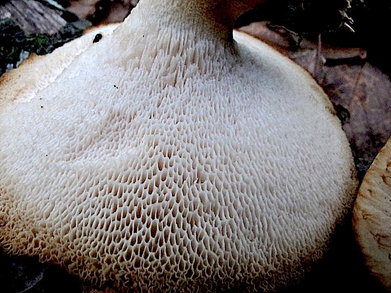 Polyporus tuberaster da confermare (P. tuberaster)